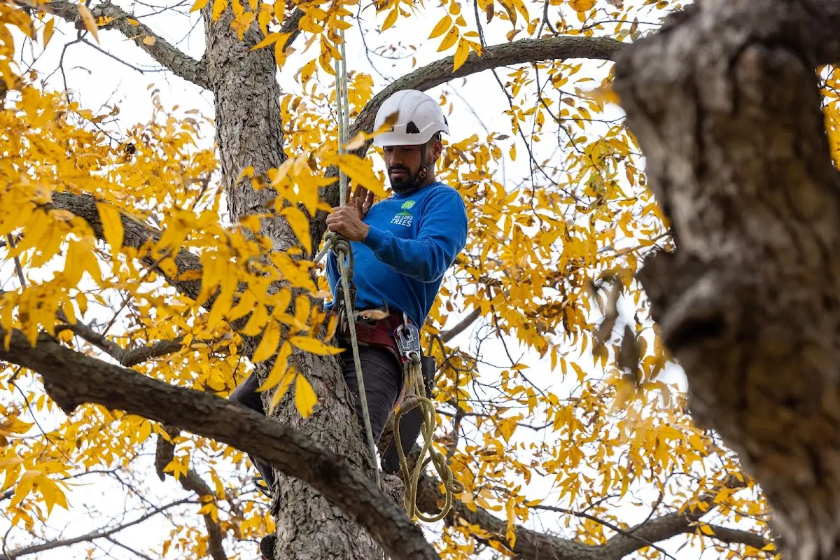 Skilled Tree Pruning crew working in Prairie City